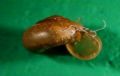 Zonitoides (Zonitoides) nitidus